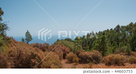 Colorful autumn forest landscape panorama blue sky 44603755