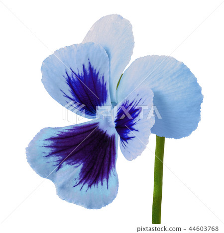 flower blue  indigo viola isolated on white  44603768
