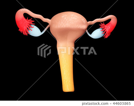 Reproductive organs of a woman. female genitalia. Reproductive organs of a woman. female genitalia. 44603865