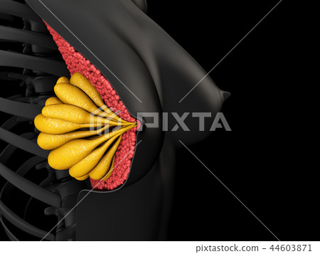3d Illustration showing the female breast anatomy 44603871