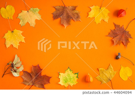 Dry autumn leaves as a frame template Dry autumn leaves as a frame template 44604094