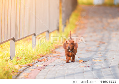 dachshund dog runs along the road in autumn 44604333