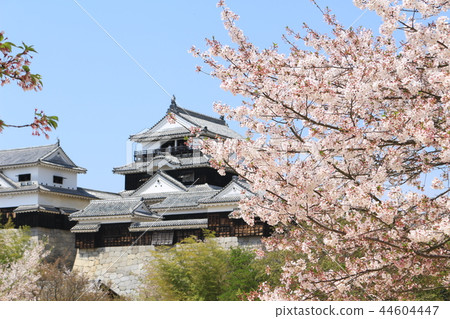 Cherry blossoms in full bloom and Matsuyama castle Cherry blossoms in full bloom and Matsuyama castle 44604447