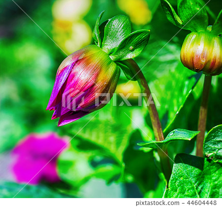 Macro photo of flower bud Macro photo of flower bud 44604448