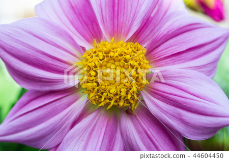 Macro photo of a chrysanthemum Macro photo of a chrysanthemum 44604450
