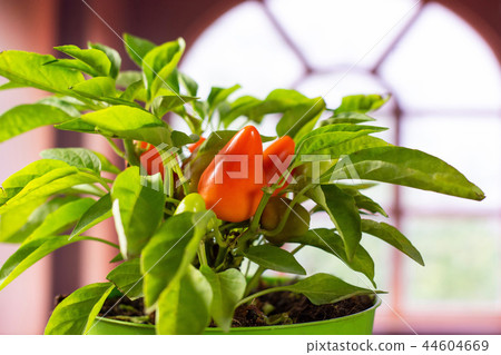 hot red orange chili pepper hot red orange chili pepper 44604669