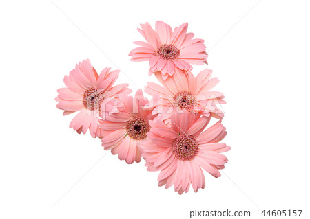 Gerbera 44605157