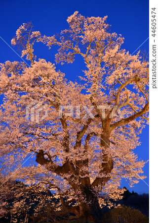 Cherry blossoms of Shioinosaki 44605474