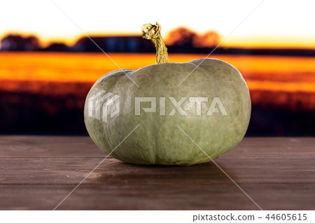 blue grey pumpkin nagy dobosi with autumn field 44605615