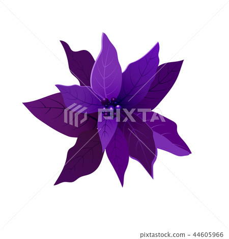 Poinsettia, Christmas Star vector icon Poinsettia, Christmas Star vector icon 44605966