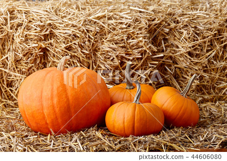 Orange halloween pumpkins on stack of hay or straw 44606080