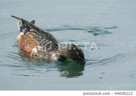 Northern shoveler duck drake 44606222