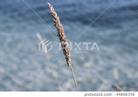 Closeup of single phragmite in blue water 44606356