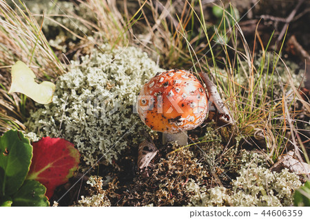 Poisonous Amanita muscaria mushroom in a forest Poisonous Amanita muscaria mushroom in a forest 44606359