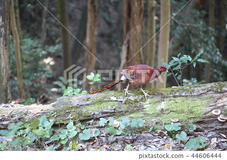 Koshijiro Yamadori 44606444