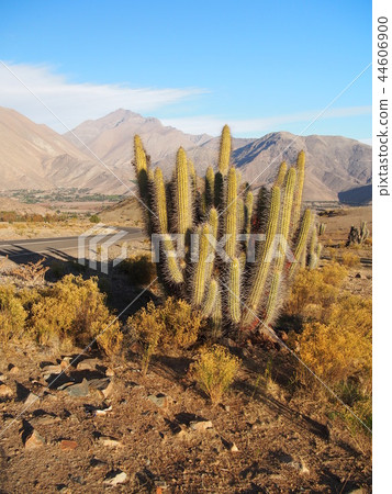 Vicuna suburbs Mamaruca 44606900