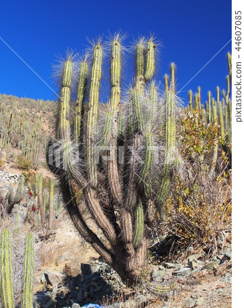 安第斯山脈 44607085