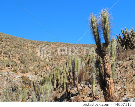Andean Mountains Andean Mountains 44607112