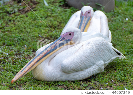 Momoiro Pelicans 44607249