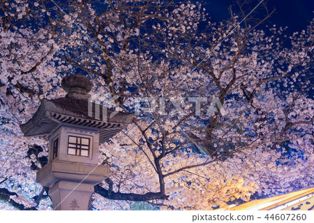 Night cherry blossoms of Shizuoka Prefecture Mishima Taisha 44607260