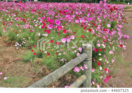 Autumn landscape with blooming cosmos Autumn landscape with blooming cosmos 44607325