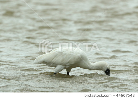 Creatures Birds We are searching for bait swinging herring crab, flat spatula-like moth on both sides 44607548