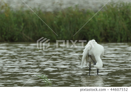 Creatures Birds Black thawsbills are crawling. You should go into a long nap after this Creatures Birds Black thawsbills are crawling. You should go into a long nap after this 44607552