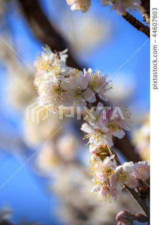 Cherry Blossom	 44607603