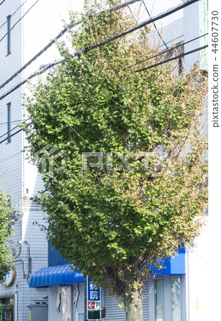 Leaves in the wind direction with the salt damage and typhoon No. 24 withers in the wind direction · October 9, 2018 Shoto City, Chiba Prefecture Recording material 44607730