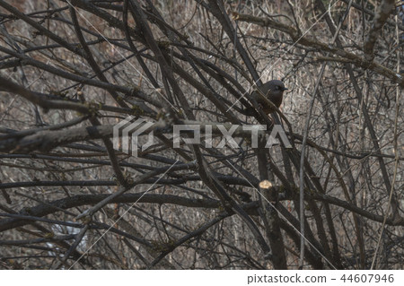 Bird on a tree without leaves. Bird on a tree without leaves. 44607946