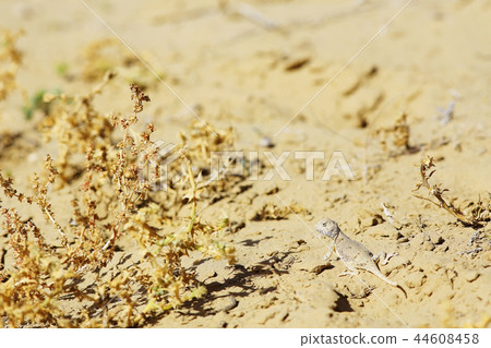 desert lizard in the wild desert lizard in the wild 44608458