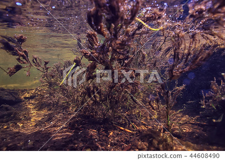 underwater texture of water in a lake / underwater photo freshwater ecosystem, water texture background 44608490