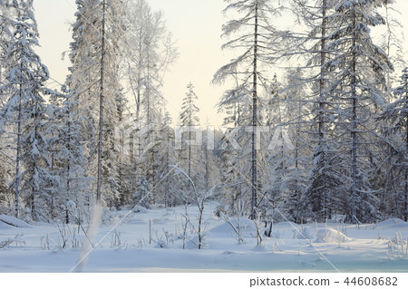 nature landscape winter forest frosted 44608682