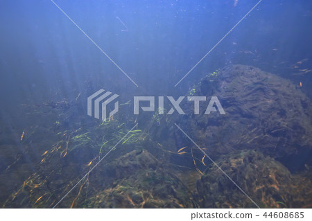 underwater landscape transparent lake / fresh water ecosystem unusual landscape under water 44608685
