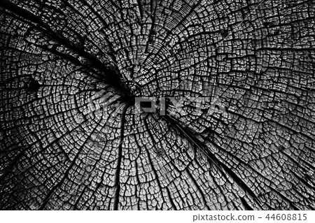 texture background tree cut annual rings texture background tree cut annual rings 44608815