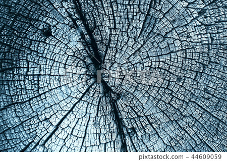 texture old tree blue / abstract wood texture background 44609059