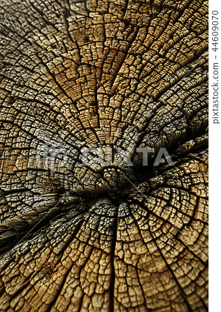 texture background tree cut annual rings texture background tree cut annual rings 44609070