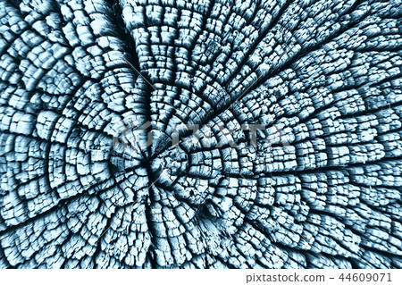 texture old tree blue / abstract wood texture background 44609071