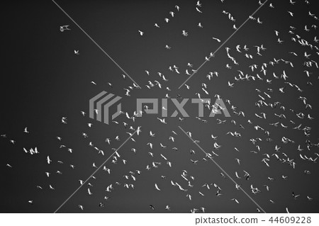 flock of birds on a black background flies 44609228