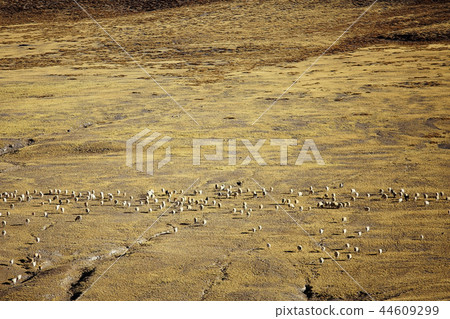 sheep on a mountain pasture sheep on a mountain pasture 44609299