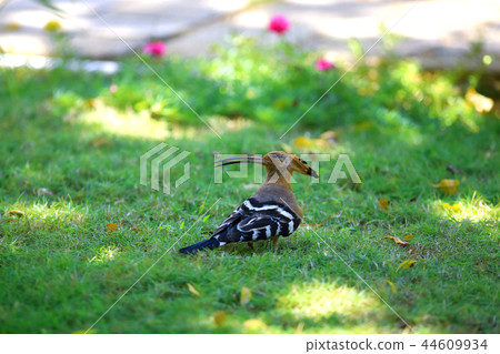 Bird on the grass in the tropics 44609934