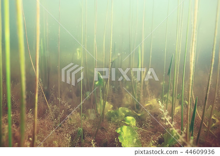 seaweed underwater freshwater 44609936