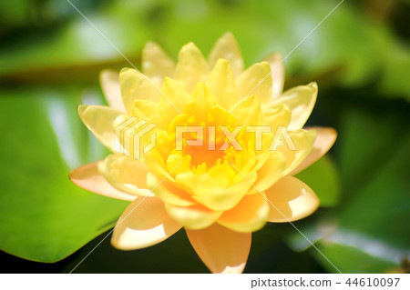 Lotus with leaves on the water 44610097