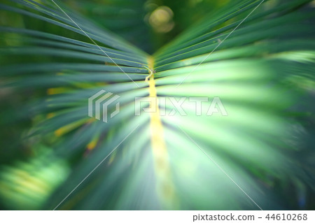 Fern leaves in the tropics Fern leaves in the tropics 44610268