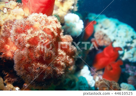 ascidia purple underwater photo coral reef ascidia purple underwater photo coral reef 44610525