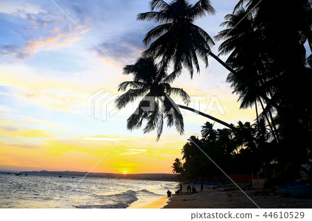 Silhouettes of palm trees Silhouettes of palm trees 44610529