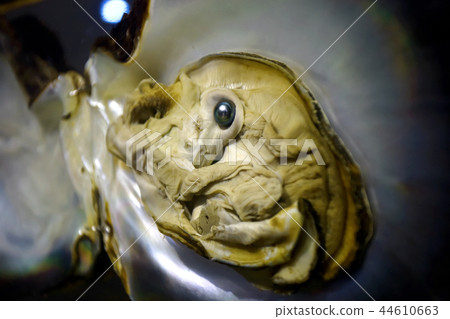 Pearl in the open shell 44610663