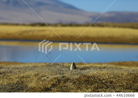 ground squirrel next to a mink in wild nature 44610666