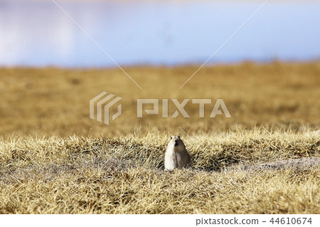ground squirrel next to a mink in wild nature 44610674