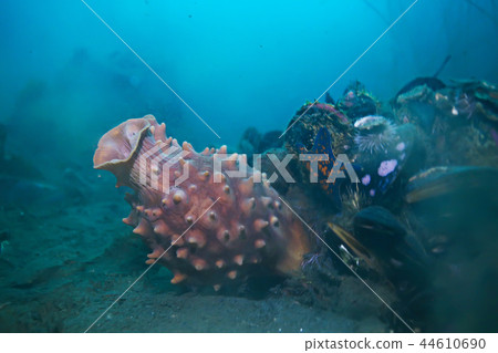 ascidia purple underwater photo coral reef ascidia purple underwater photo coral reef 44610690